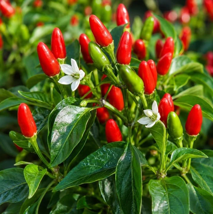 Chile Pequin Pepper Plant Live - Red Chili Seedling 3-6 Inch Tall for Garden - Image 3