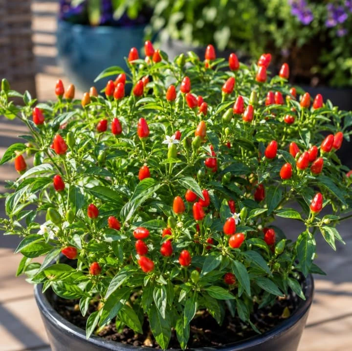 Chile Pequin Pepper Plant Live - Red Chili Seedling 3-6 Inch Tall for Garden - Image 4