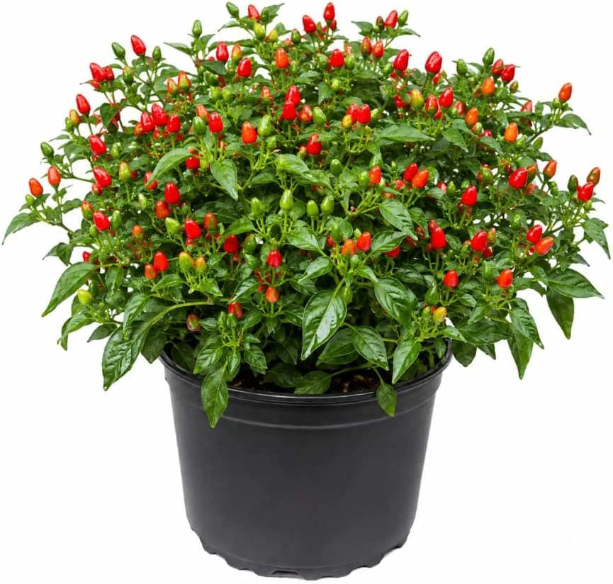 Chili Pequin Pepper Live Plants - 2 Starter Plants, 3-5 Inches Tall, Outdoor - Image 1