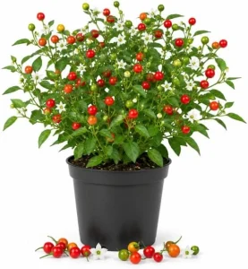 Chiltepin Pepper Live Plant – 4 Inch Pot, 3-6 Inch Tall Seedling – Outdoor Tepin Chili - Image 1