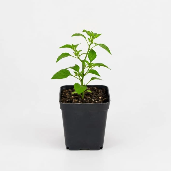 Chiltepin Pepper Live Plant โ 4 Inch Pot, 3-6 Inch Tall Seedling โ Outdoor Tepin Chili - Image 6