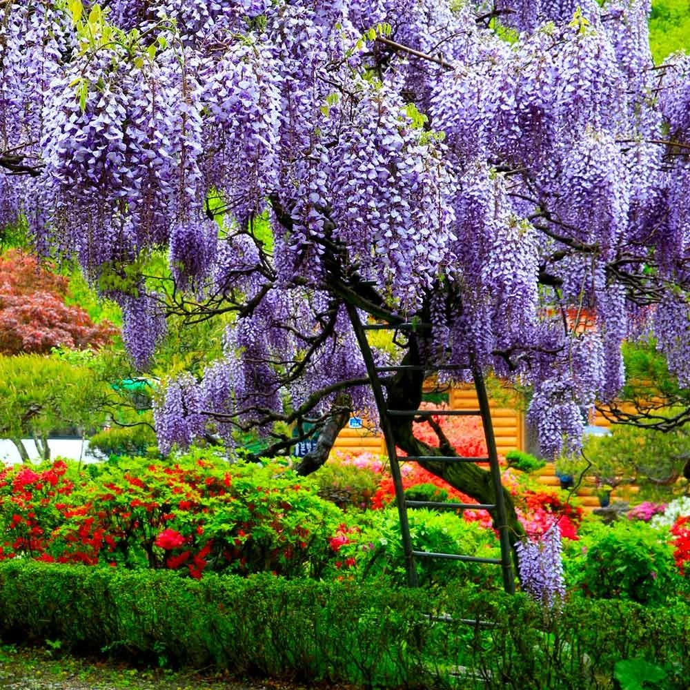 Chinese Wisteria Live Plant - Wisteria sinensis Starter, 6-12" Tall, Fragrant Outdoor Vine - Image 1