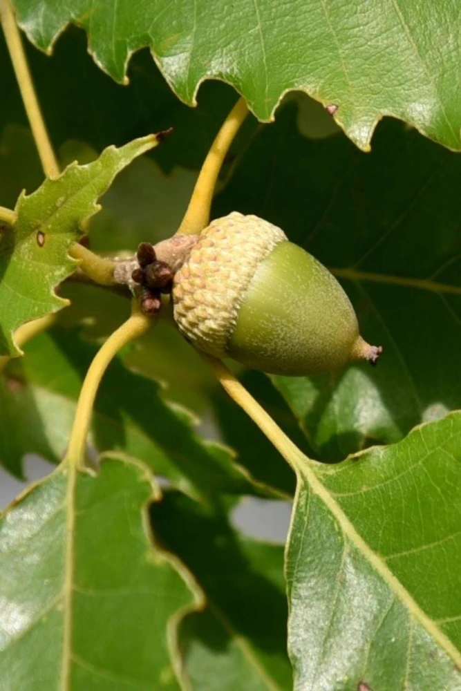 Chinkapin Oak Tree Live Plant 12-24" Tall Quercus muehlenbergii Quart Pot - Image 2
