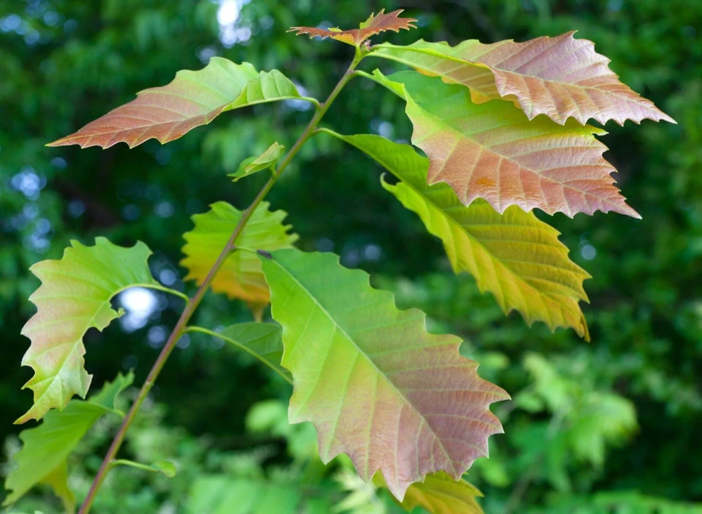 Chinkapin Oak Tree Live Plant 12-24" Tall Quercus muehlenbergii Quart Pot - Image 3