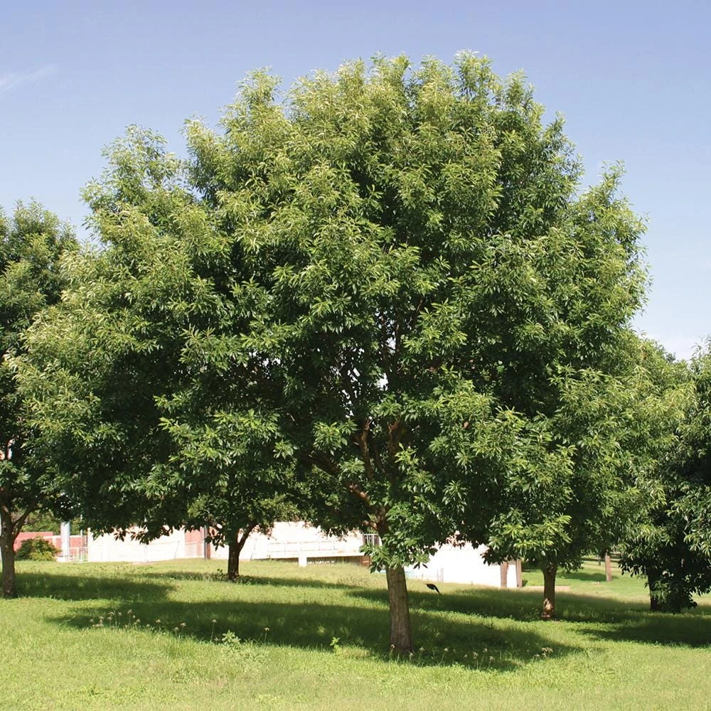 Chinkapin Oak Tree Live Plant 12-24" Tall Quercus muehlenbergii Quart Pot - Image 7