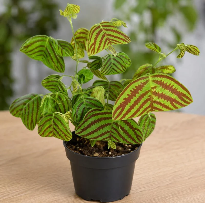 Christia Obcordata Butterfly Wing Live Plant - Unique Foliage Houseplant - Image 1