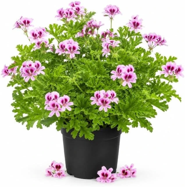 Citronella Geranium Live Plants - 2 Pack, 4-6 Inch Tall, Fragrant Patio Plant in 4 Inch Pot - Image 1