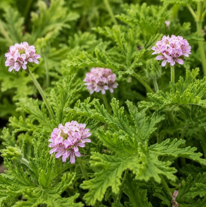 Citronella Geranium Live Plants, 2 Per Pot, 4-6 Inch Tall in 4 Inch Pot - Image 2
