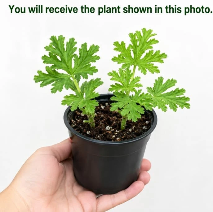 Citronella Geranium Live Plants, 2 Per Pot, 4-6 Inch Tall in 4 Inch Pot - Image 3