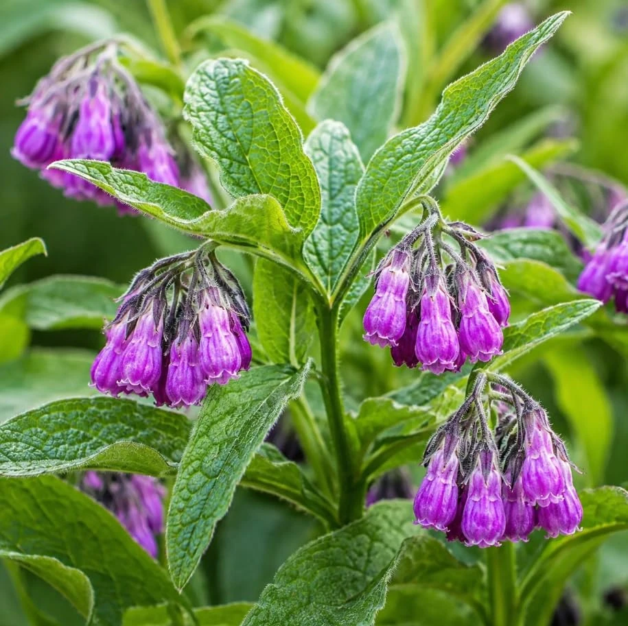 Comfrey Rhizomes Live Root Cuttings - 5 Pack for Herb Gardens, 3-5 Inch - Image 1