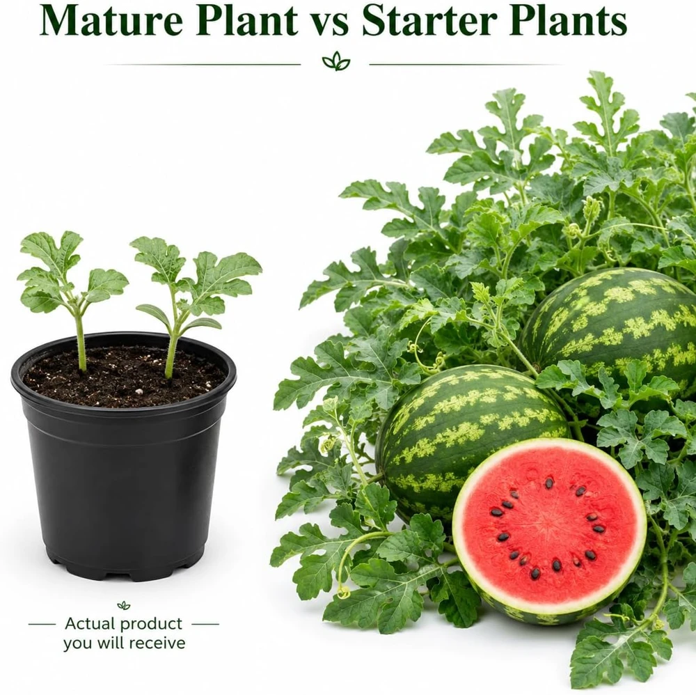 Crimson Sweet Watermelon Live Plants – 2 Starter Seedlings, 3-5 Inch Tall, 4 Inch Pot, Heirloom Melon Plants - Image 4