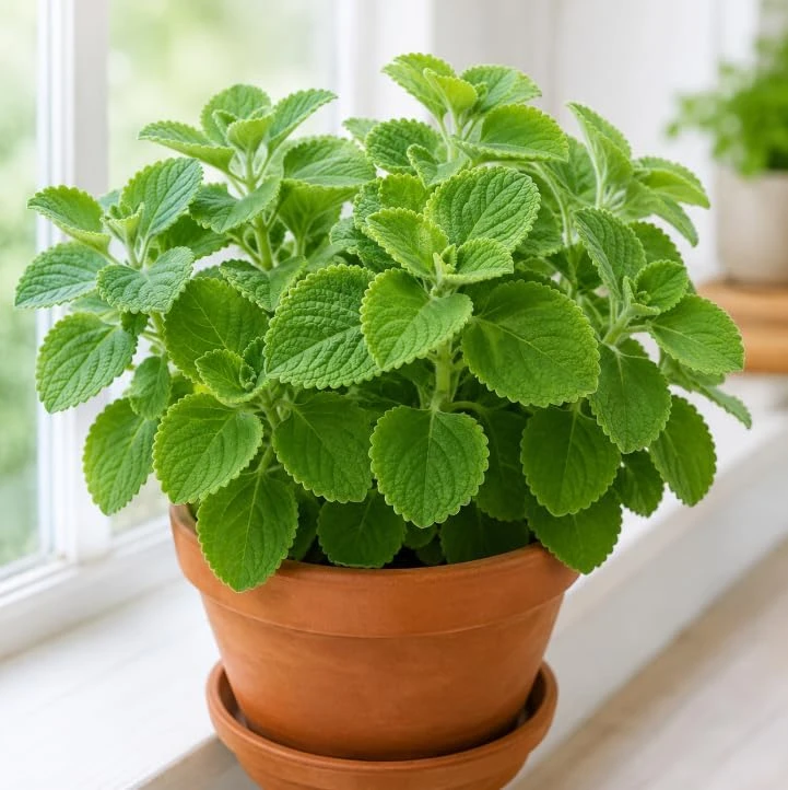 Cuban Oregano Live Plant - 2 Pack, Fragrant Herb Starter Plants, 4-6 Inch Tall, Indoor/Outdoor - Image 1