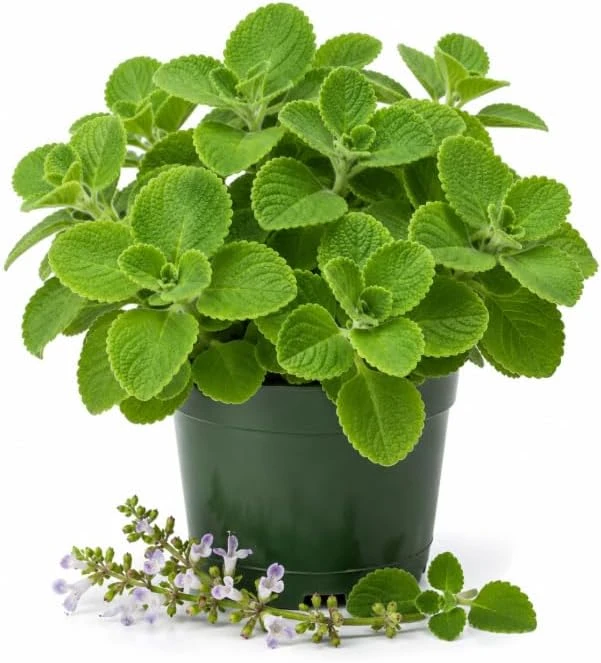 Cuban Oregano Live Plant - 2 Plants, 4-6 Inch Tall, 4 Inch Pot, Fragrant Herb, Indoor/Outdoor - Image 1
