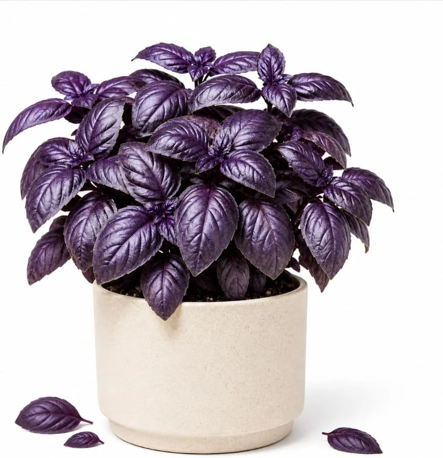 Dark Purple Basil Live Plant - 3 Inch Pot, 2-4 Inch Tall - Fragrant Perennial Herb - Image 1
