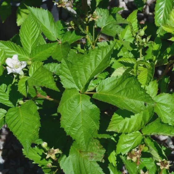 Darrow Blackberry Live Plant - Rubus fruticosus Starter Plug - Cold Hardy - Image 2