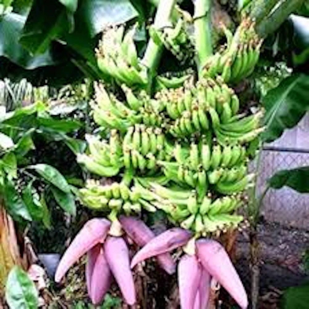 Double Mahoi Banana Live Plant โ Edible Dwarf Cavendish Starter - Image 2