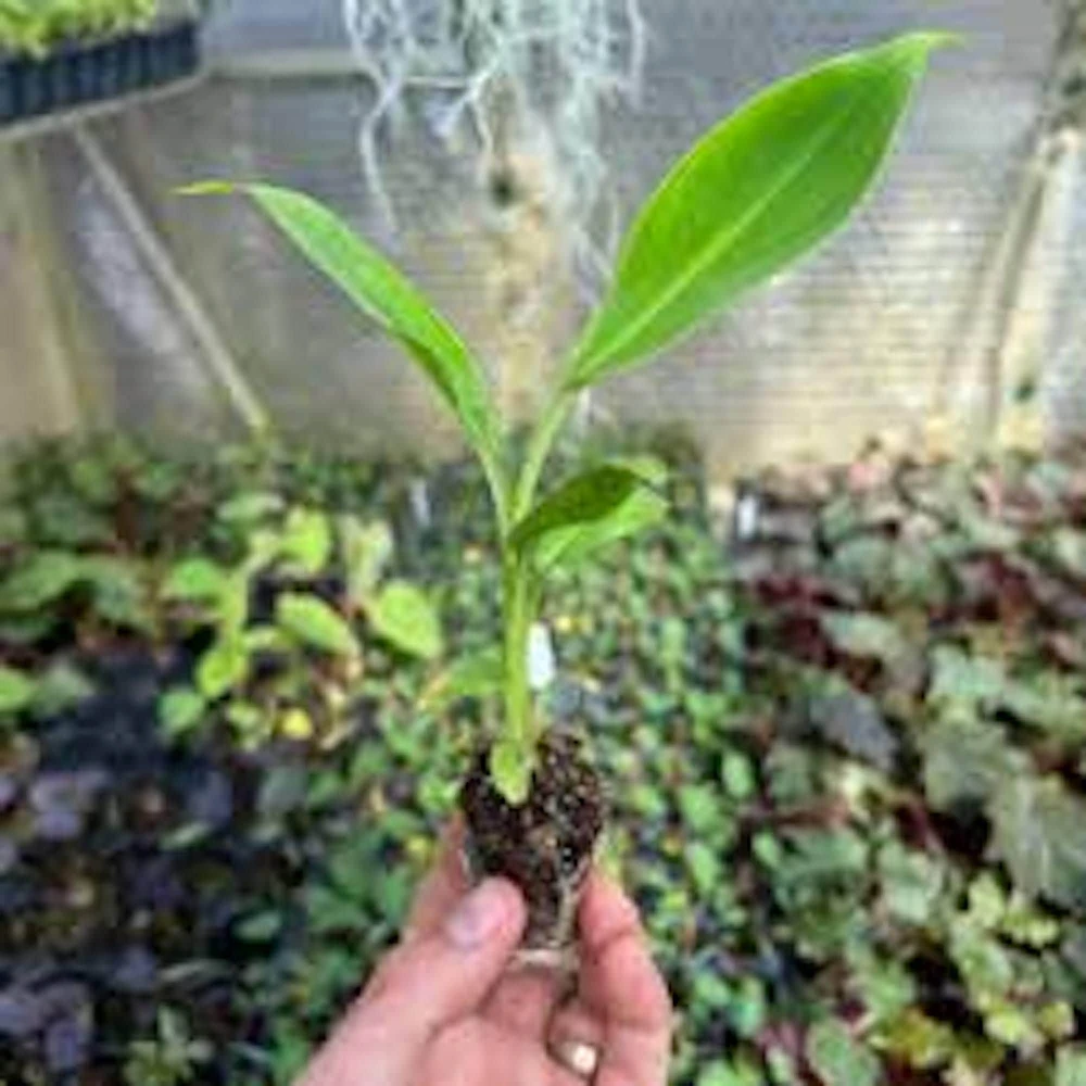 Double Mahoi Banana Live Plant – Edible Dwarf Cavendish Starter - Image 1