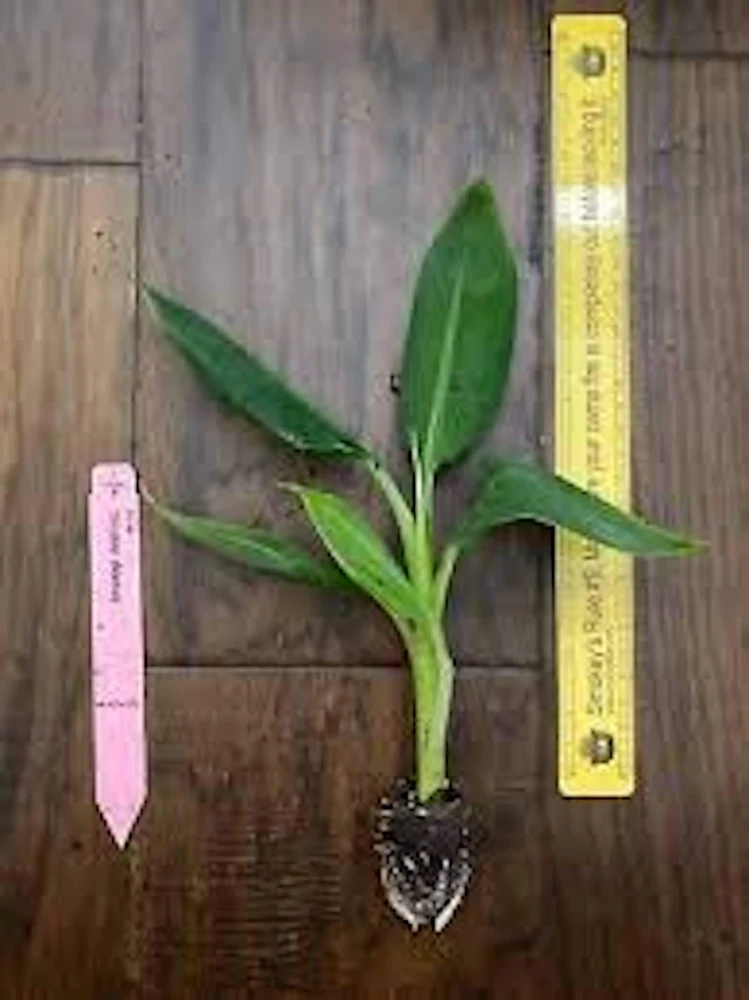 Double Mahoi Banana Live Plant โ Edible Dwarf Cavendish Starter - Image 3