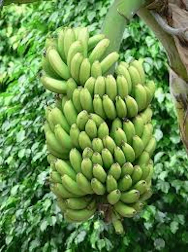 Double Mahoi Banana Live Plant โ Edible Dwarf Cavendish Starter - Image 4