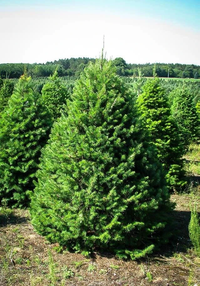 Douglas Fir Tree Bare Root - Pseudotsuga Menziesii Starter Plant - Image 4