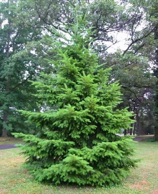 Douglas Fir Tree Bare Root - Pseudotsuga Menziesii Starter Plant - Image 5