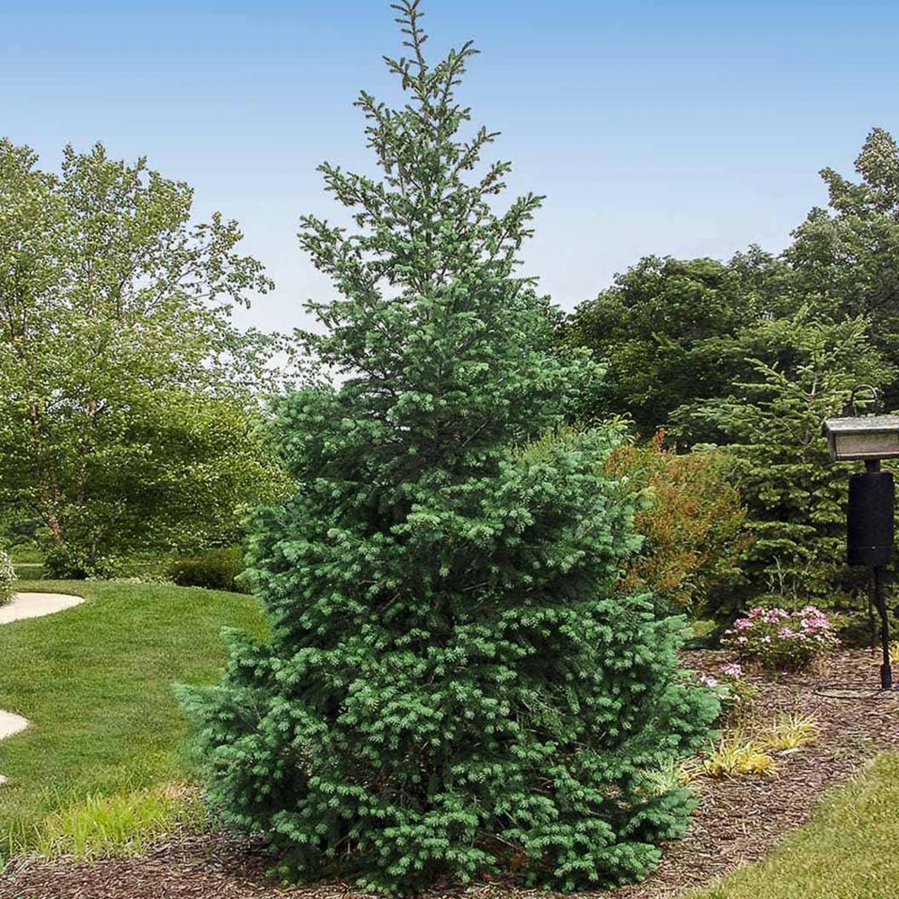 Douglas Fir Tree Bare Root - Pseudotsuga Menziesii Starter Plant - Image 7