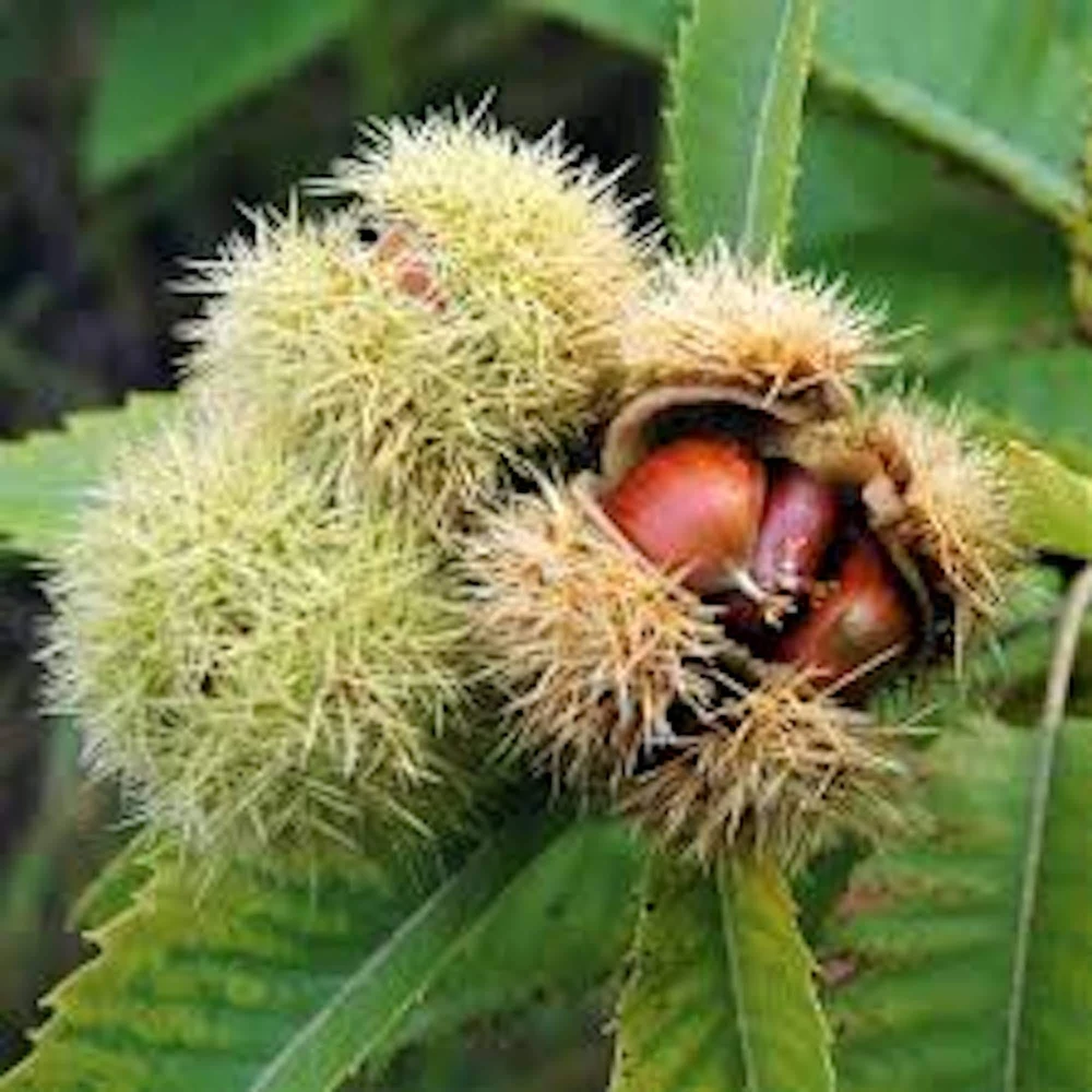 Dunstan Chestnut Tree Live Plant - 12-24in Tall Bare Root Hybrid - Image 1