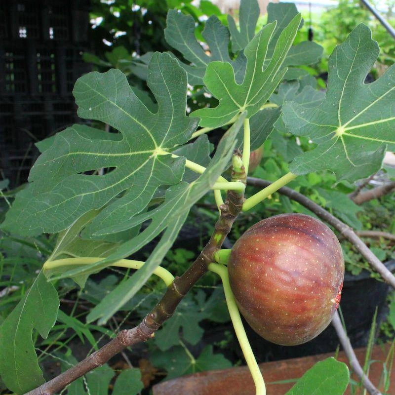 Dwarf Beer's Black Fig Tree Starter Plug - Ficus carica - Live Plant - Image 1