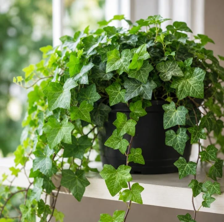 English Ivy Live Plant – 2 Plants, 3-5 Inch Tall Trailing Vine in 4 Inch Pot, Indoor/Outdoor - Image 1