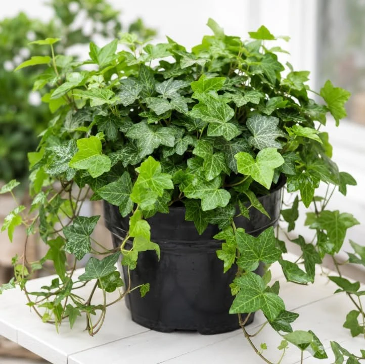 English Ivy Live Plant – 2 Plants, 3-5 Inch Tall Trailing Vine in 4 Inch Pot, Indoor/Outdoor - Image 6