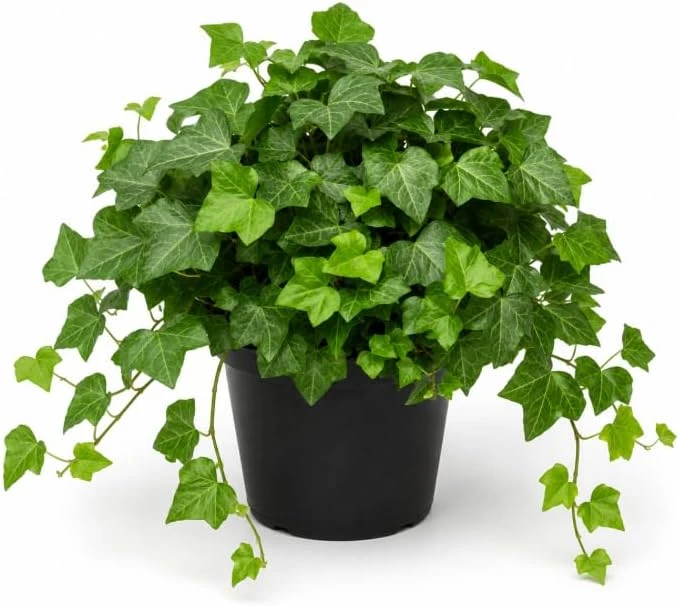 English Ivy Live Plants – Pack of 2 – 3-5 Inch Tall – Trailing Foliage – Indoor/Outdoor - Image 1