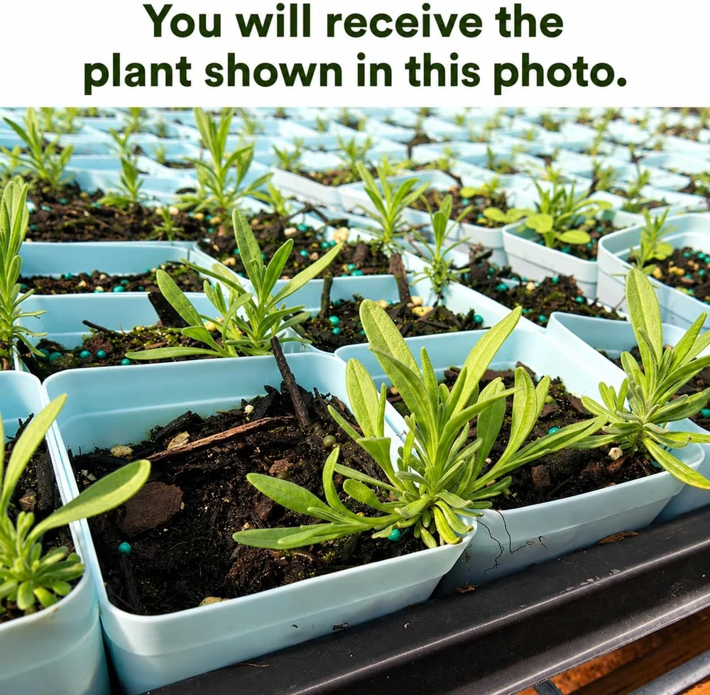 English Lavender Live Plant โ Perennial Fragrant Flower, Purple, 2-4 Inch Tall, 3 Inch Pot - Image 2