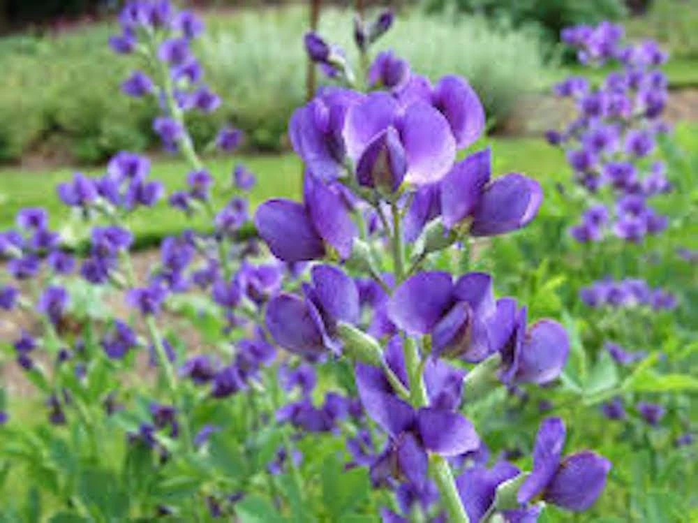 False Indigo Live Plant – Baptisia australis Wildflower Shrub – 12-24 inch Tall Bare Root Starter Plant - Image 1