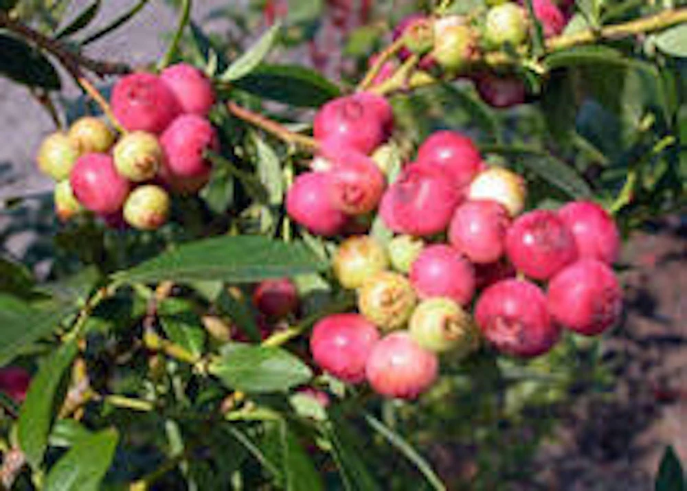 Florida Rose Rabbiteye Blueberry Live Plant - 3 Pack Starter, Highbush, Fruit Plant - Image 1