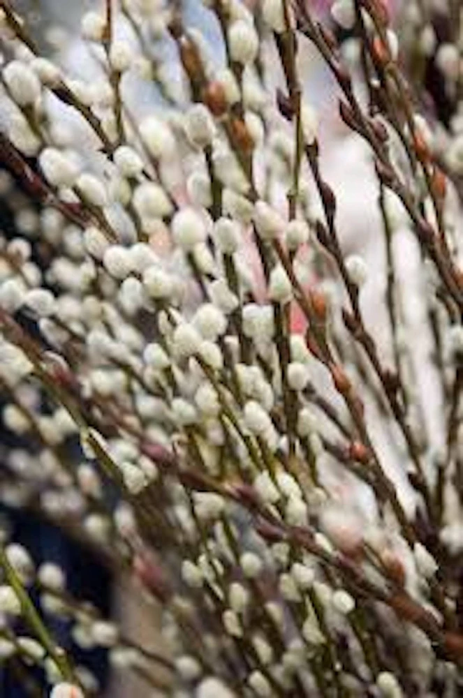 French Pussy Willow Live Plant – Salix caprea Shrub 6-12" Tall – Quart Pot - Image 1