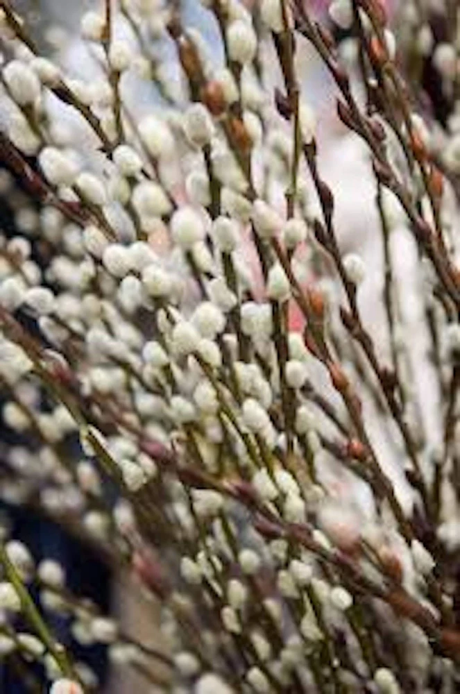 French Pussy Willow Plant - Salix caprea Live Deciduous Shrub 6-12" Tall - Image 1