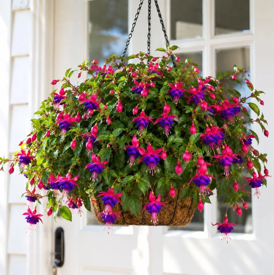 Fuchsia Live Plant - Pink & Purple Flowers, 4-6 inch Tall, 5 Inch Pot - Image 4