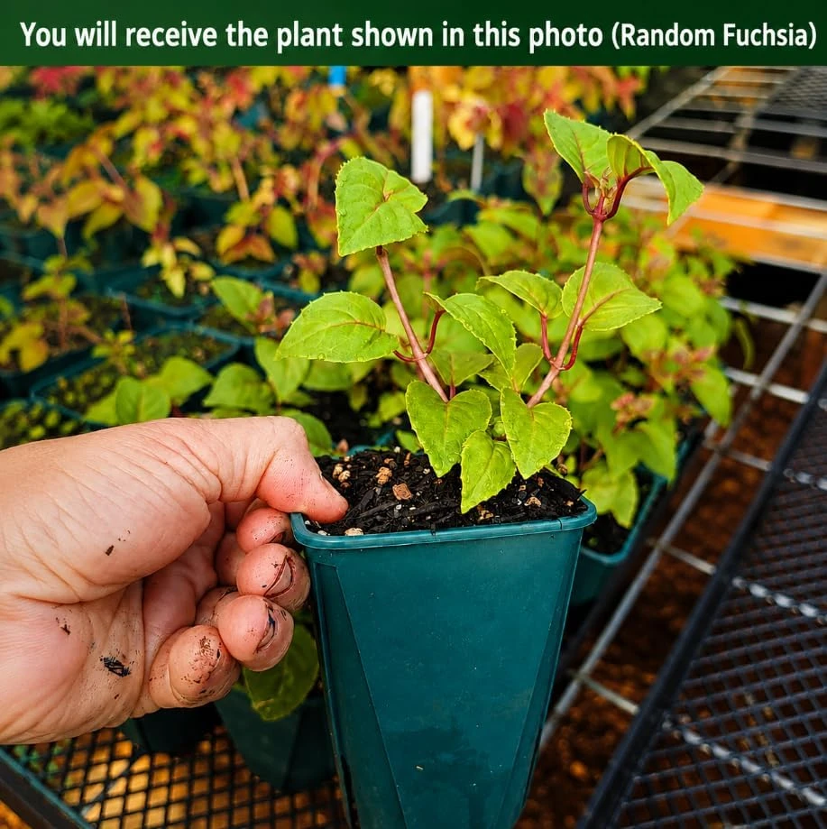 Fuchsia Live Plant - Random Color Flower, 4-6 inch Tall, 5 Inch Pot, Outdoor - Image 2