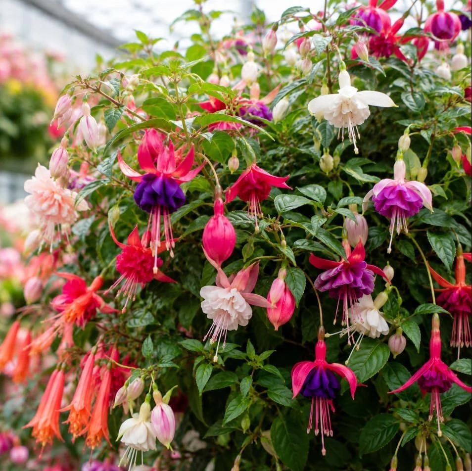 Fuchsia Live Plant - Random Color Flower, 4-6 inch Tall, 5 Inch Pot, Outdoor - Image 6