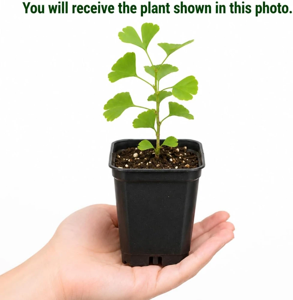 Ginkgo Biloba Live Plant Tree โ 6-12 Inch Tall, Quart Pot, Perennial Outdoor - Image 2