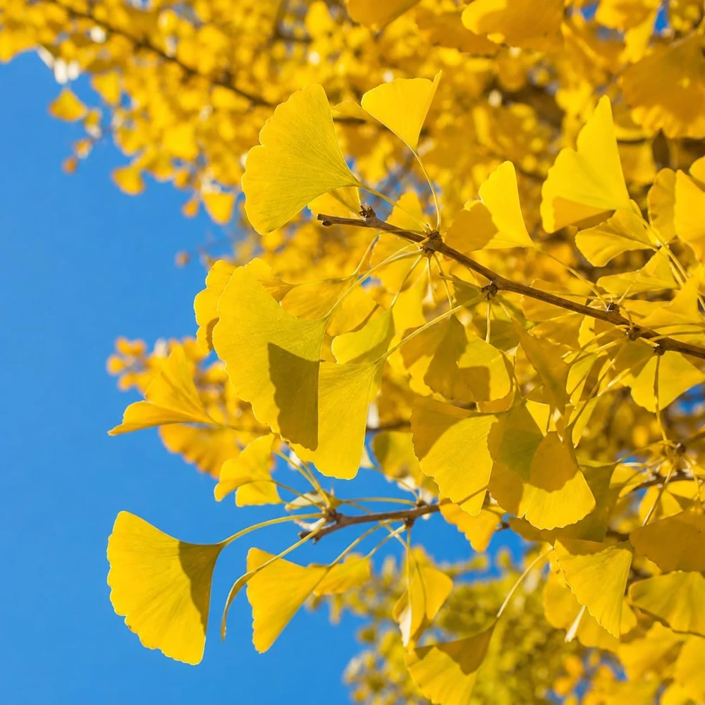 Ginkgo Biloba Live Plant Tree โ 6-12 Inch Tall, Quart Pot, Perennial Outdoor - Image 3