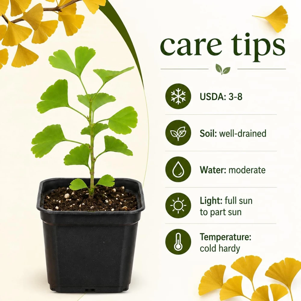 Ginkgo Biloba Live Plant Tree โ 6-12 Inch Tall, Quart Pot, Perennial Outdoor - Image 4