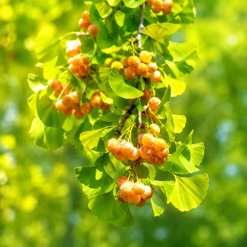 Ginkgo Biloba Live Plant Tree โ 6-12 Inch Tall, Quart Pot, Perennial Outdoor - Image 5