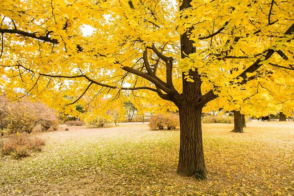 Ginkgo Biloba Tree Live Plant - 12-24 inch Starter Plant (Quart Pot) Outdoor - Image 1
