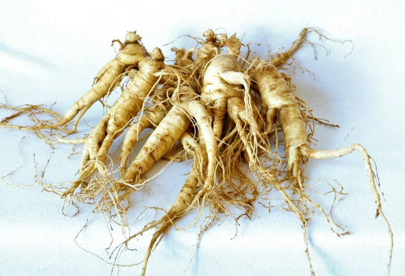 Ginseng Rootlets - Grow Your Own Wild Ginseng from Root Stock - 3 Roots - Image 1
