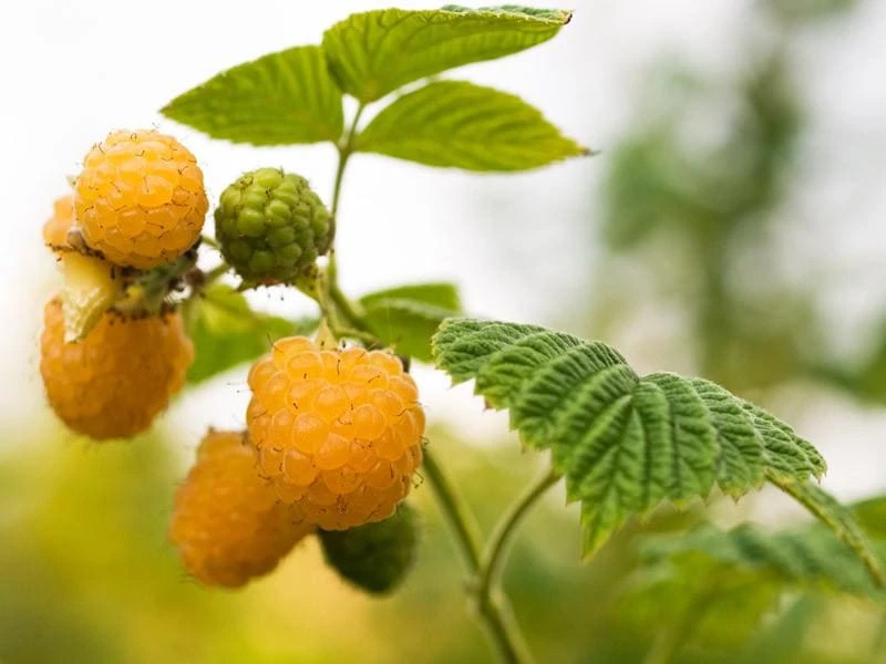 Golden Anne Raspberry Live Plant Starter Plug - Sweet Yellow Berries - Zones 4-8 - Image 1