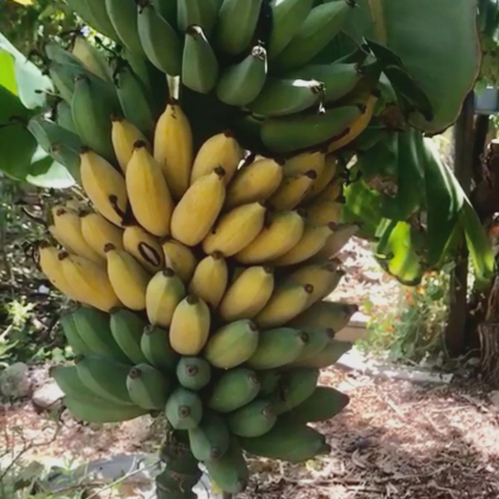 Goldfinger Banana FHIA-01 Starter Plug - Live Plant - Disease Resistant - Image 1