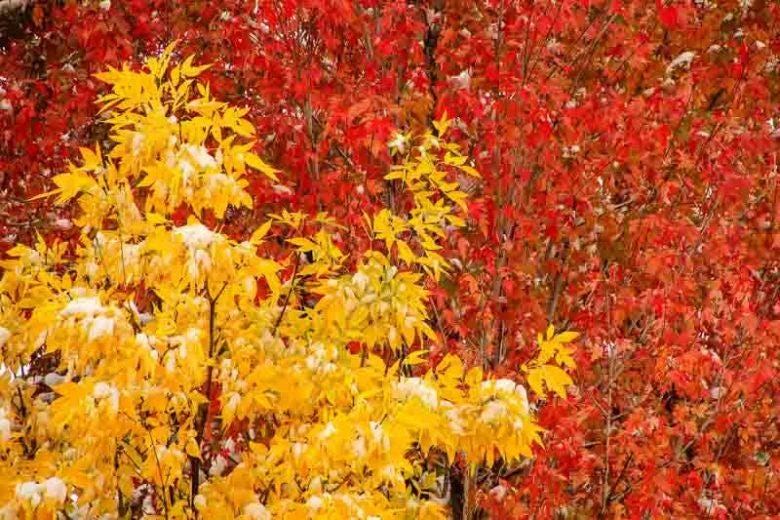 Green Ash Tree Live Plant - Fraxinus pennsylvanica - 12-24 inch Tall Bare Root Starter - Image 2