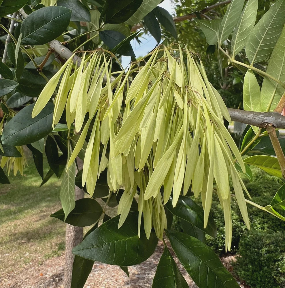 Green Ash Tree Live Plant - Fraxinus pennsylvanica - 12-24 inch Tall Bare Root Starter - Image 3