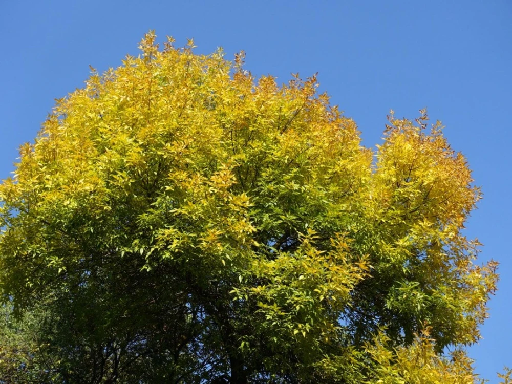 Green Ash Tree Live Plant - Fraxinus pennsylvanica - 12-24 inch Tall Bare Root Starter - Image 4
